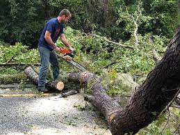 Reliable Gillespie, IL Tree Removal Services Solutions