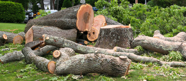 How Our Tree Care Process Works  in  Gillespie, IL